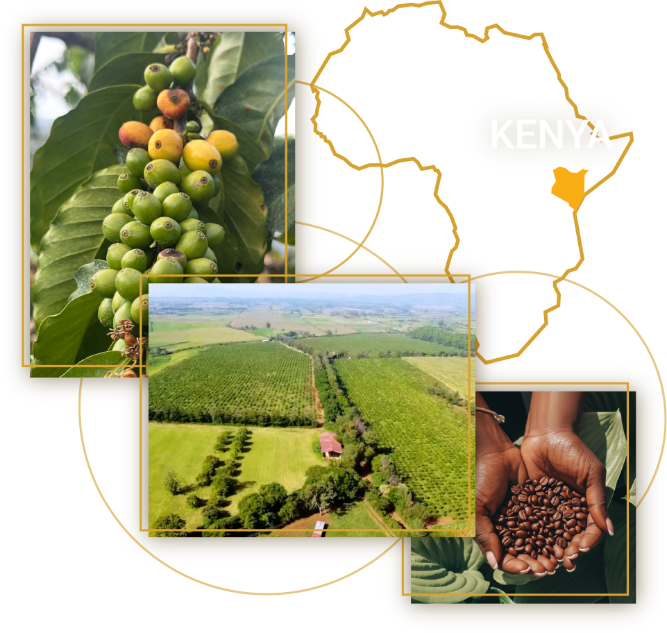 Wisdom-Coffee-Kenya-Illustration